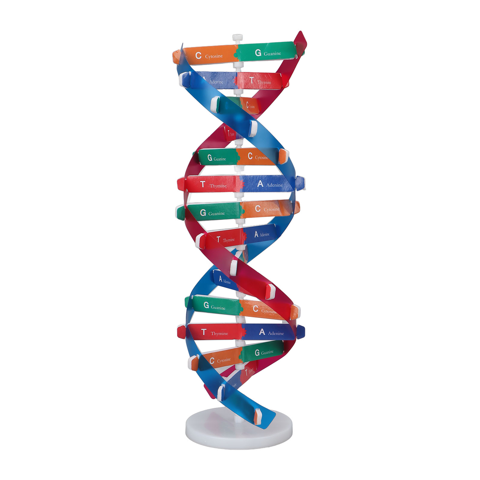 Kids Education Kit - DNA Model Kit Human DNA Model