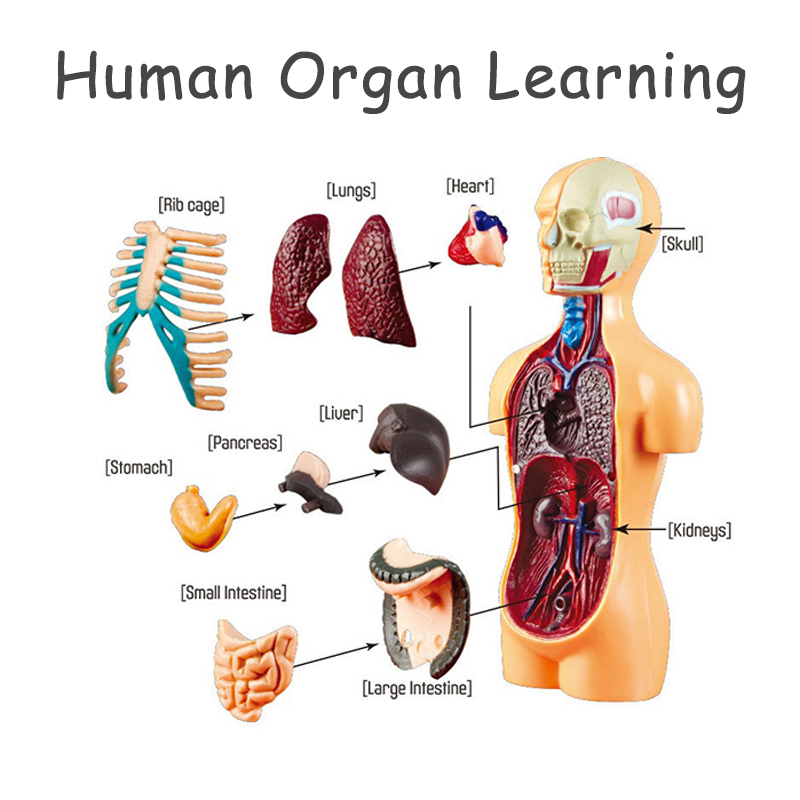 Human Body Puzzle - DIY Mannequin 3D Human Body Model