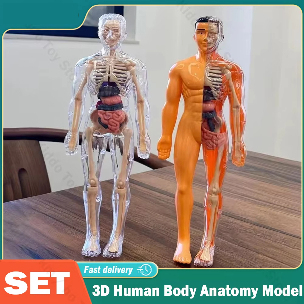 Human Body Puzzle - 3D Human Body Torso Model for