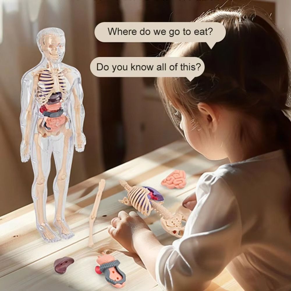 Human Body Puzzle - Plastics 3d Human Torso Model DIY