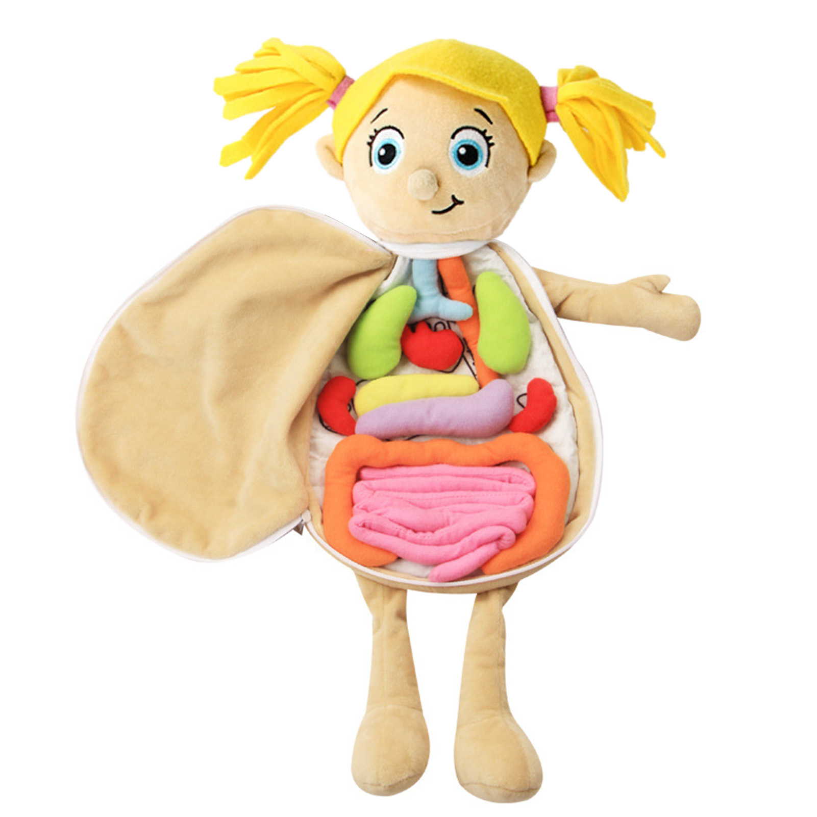 3D Organs Anatomy Model Toy Bo - Human Body Puzzle ulasan dan harga
