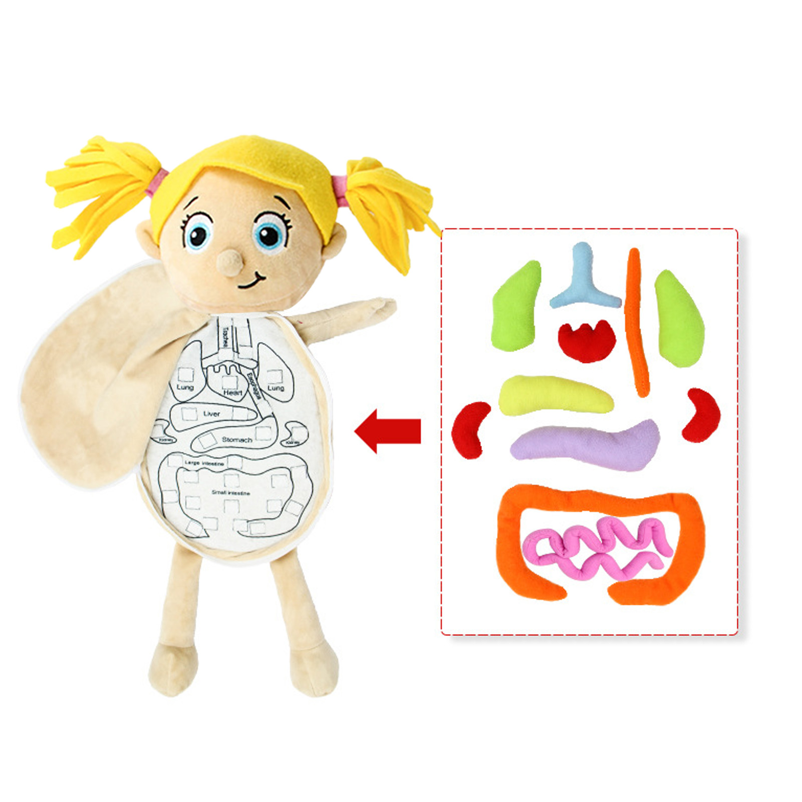 3D Organs Anatomy Model Toy Bo - Human Body Puzzle ulasan dan harga