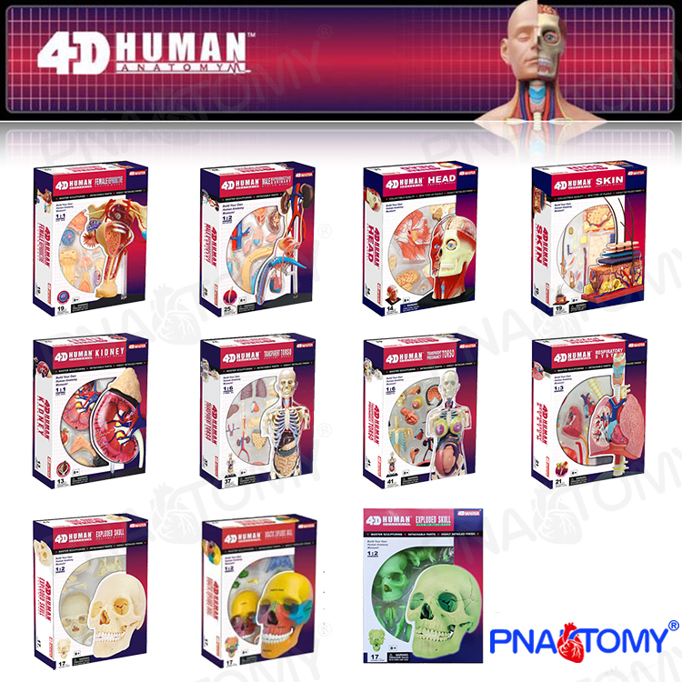 Human Anatomical Model Puzzle  - Human Body Puzzle ulasan dan harga