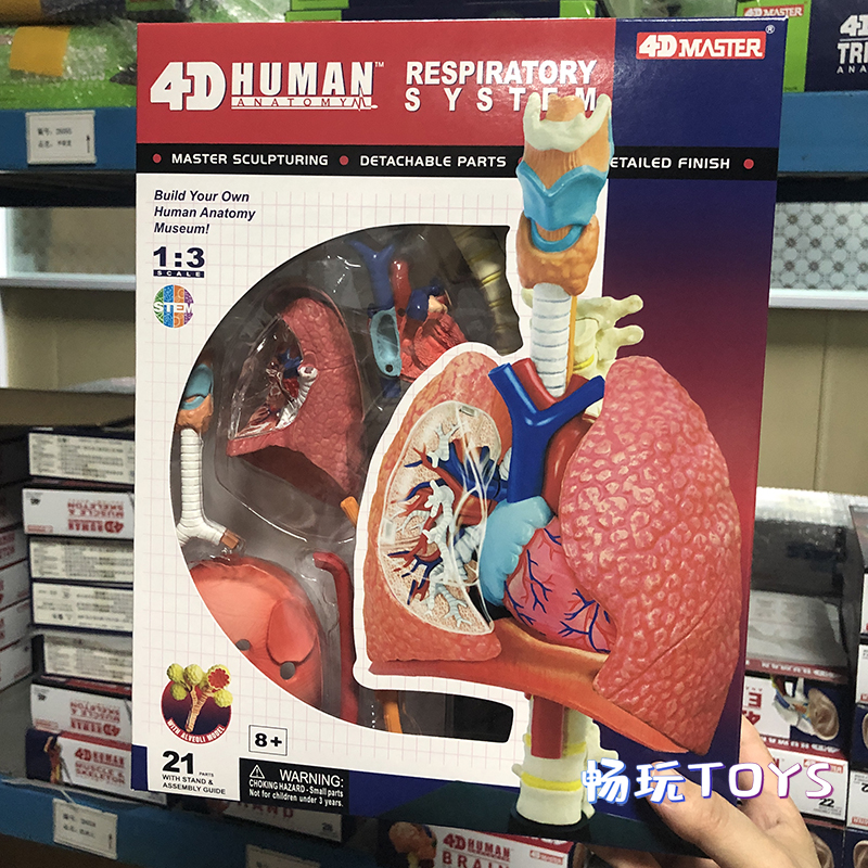 Human Anatomical Model Puzzle  - Human Body Puzzle ulasan dan harga