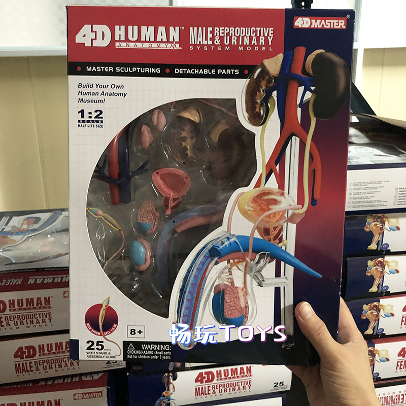 Human Anatomical Model Puzzle  - Human Body Puzzle ulasan dan harga