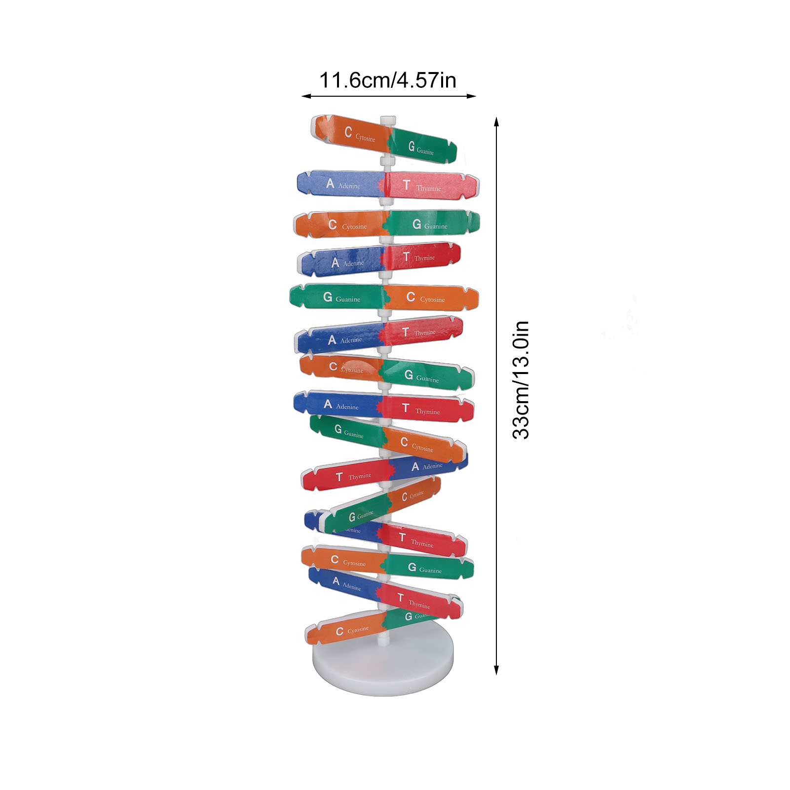 DNA Model Kit Human DNA Model  - Kids Education Kit ulasan dan harga