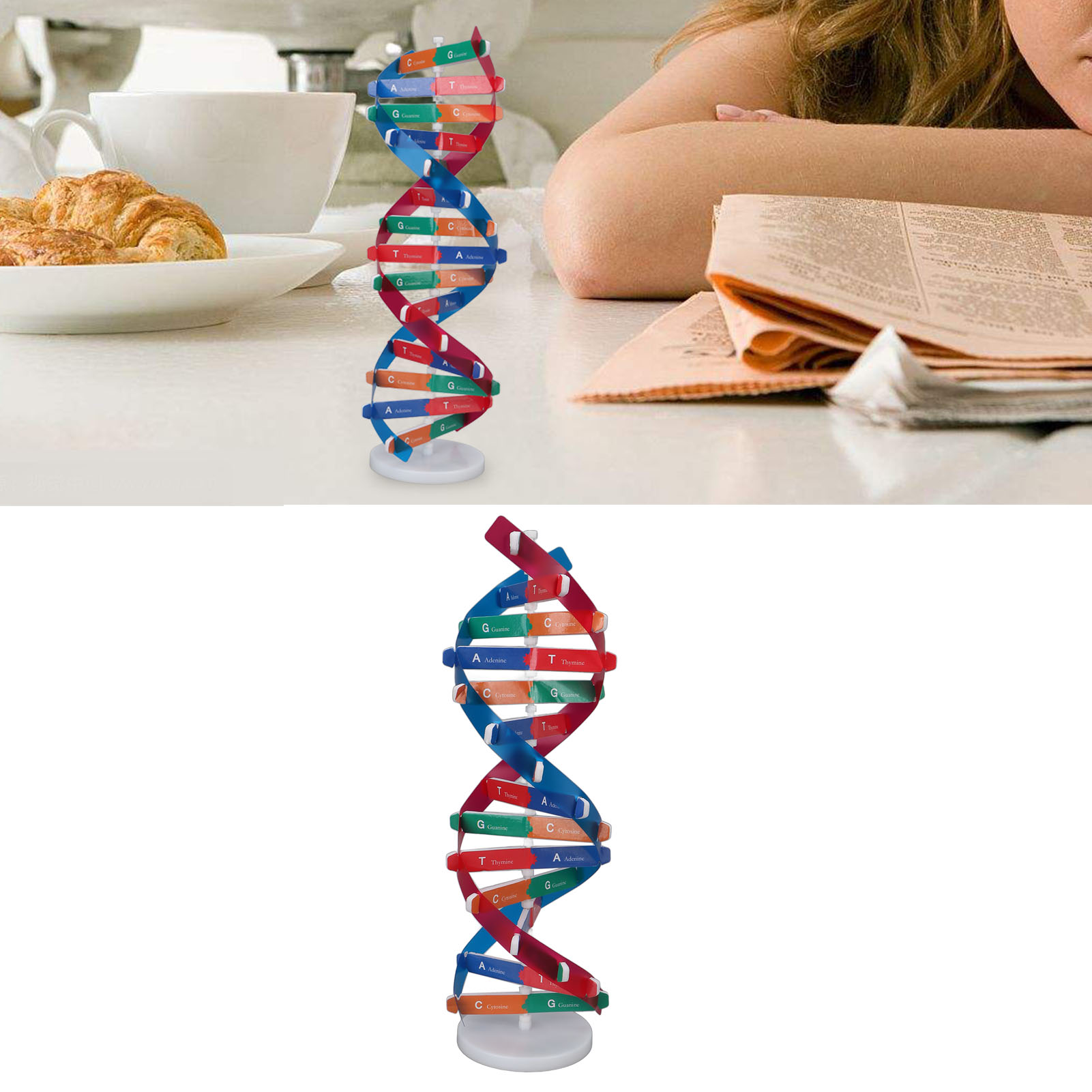 DNA Model Kit Human DNA Model  - Kids Education Kit ulasan dan harga