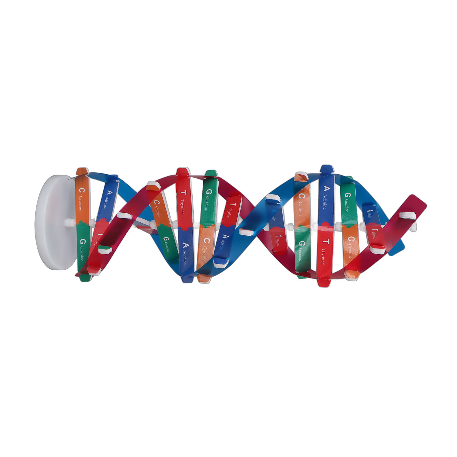 DNA Model Kit Human DNA Model  - Kids Education Kit ulasan dan harga