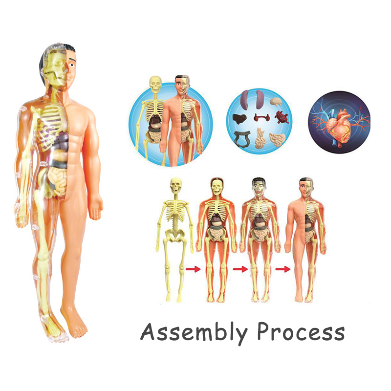 3D Human Body Torso Model Educ - Human Body Puzzle ulasan dan harga