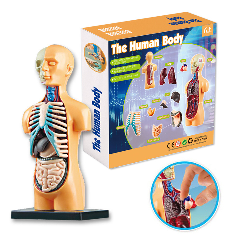 3D Human Body Torso Model Educ - Human Body Puzzle ulasan dan harga