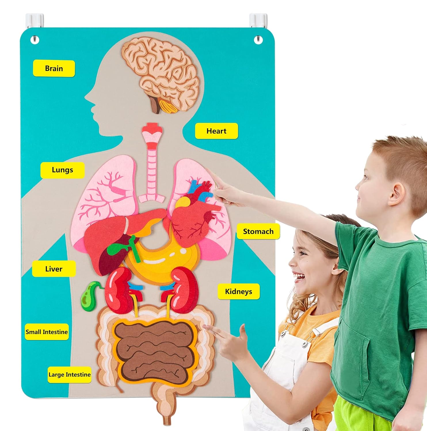 Human Body Parts Felt Board St - Human Body Puzzle ulasan dan harga