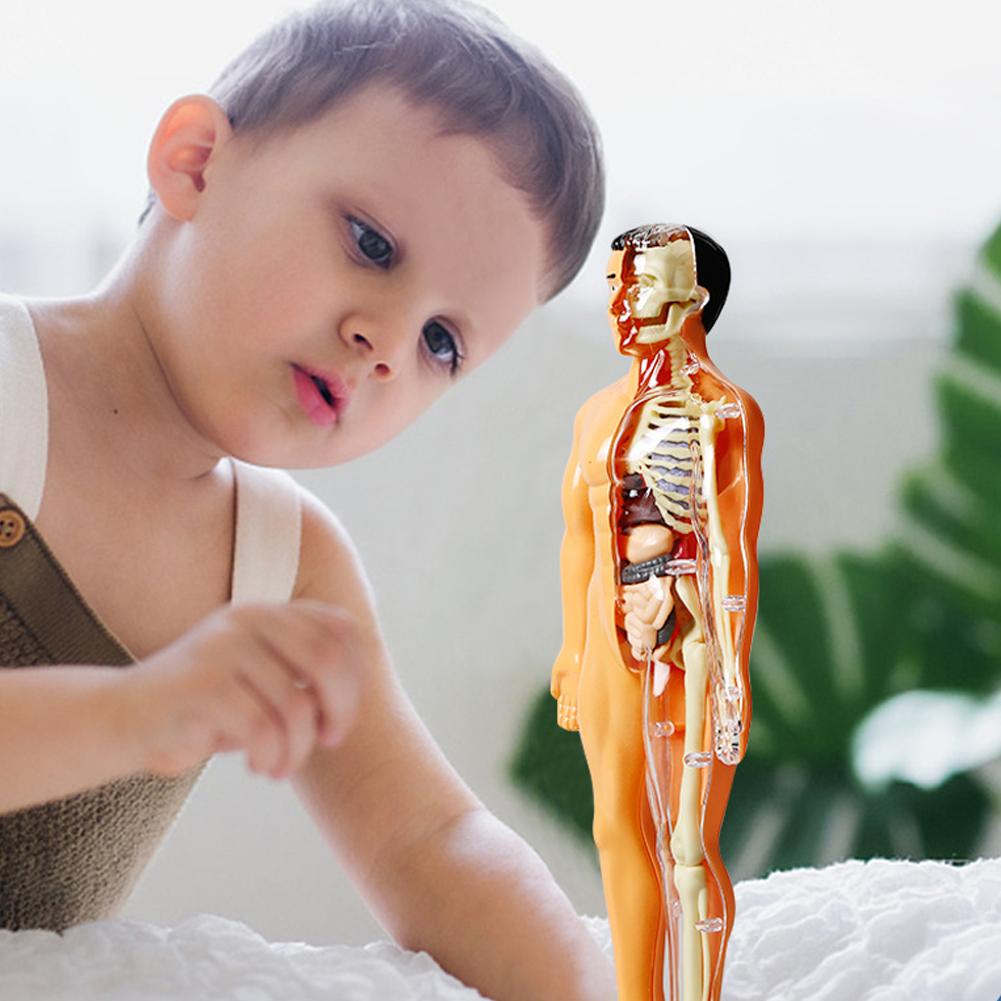DIY Mannequin 3D Human Body Mo - Human Body Puzzle ulasan dan harga