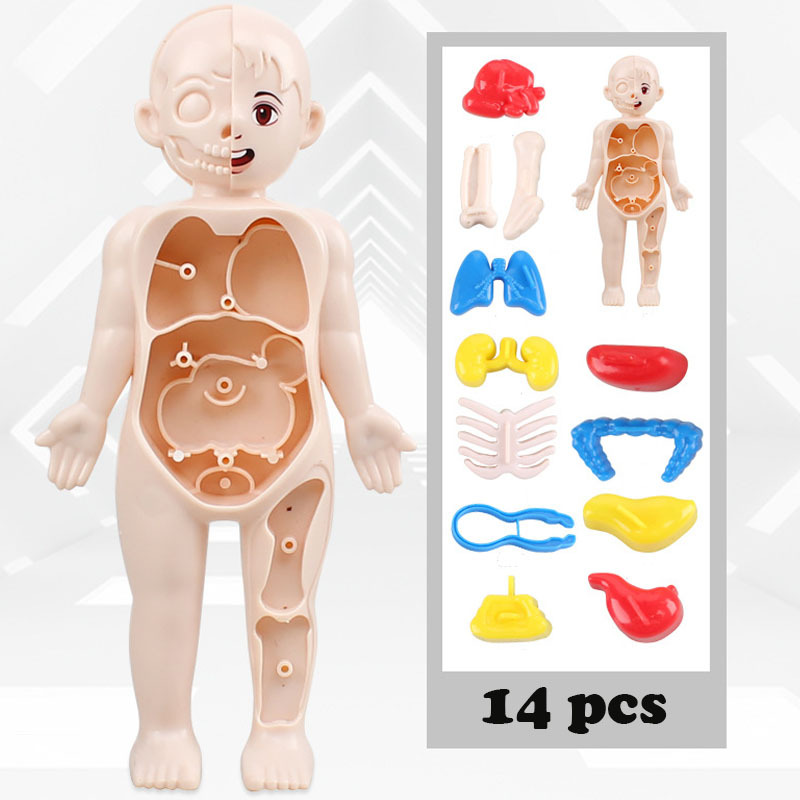 14PCS/Set 3D Puzzle Human Anat - Human Body Puzzle ulasan dan harga