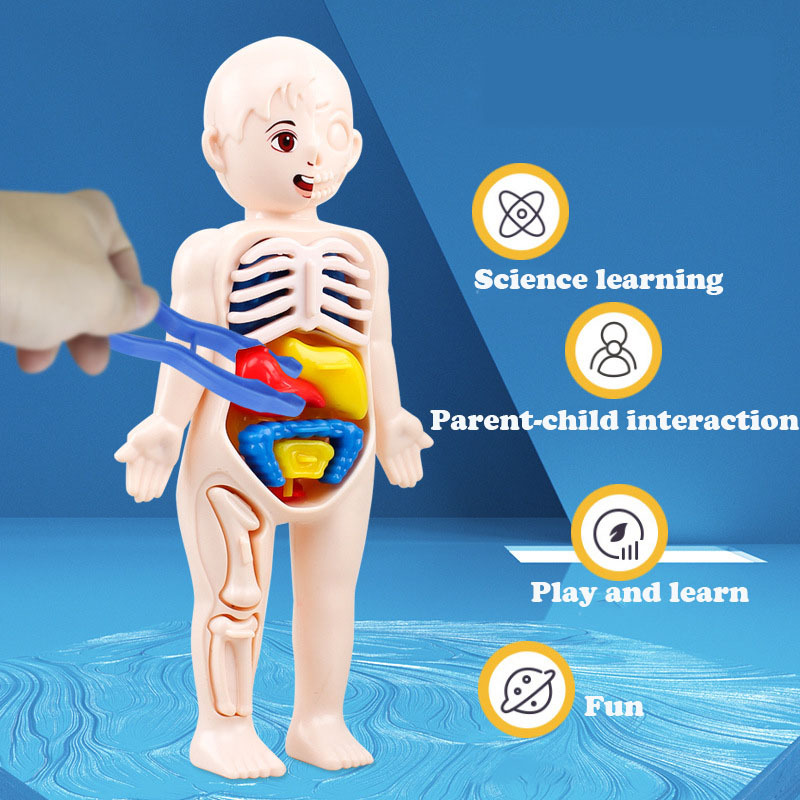 14PCS/Set 3D Puzzle Human Anat - Human Body Puzzle ulasan dan harga
